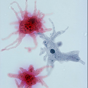 Amoeba Prepared Slide